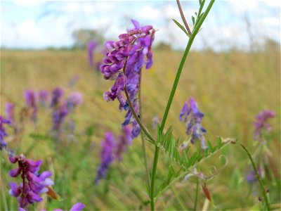 Vogelwicke (Vicia cracca) im Landschaftsschutzgebiet Hockenheimer Rheinbogen
