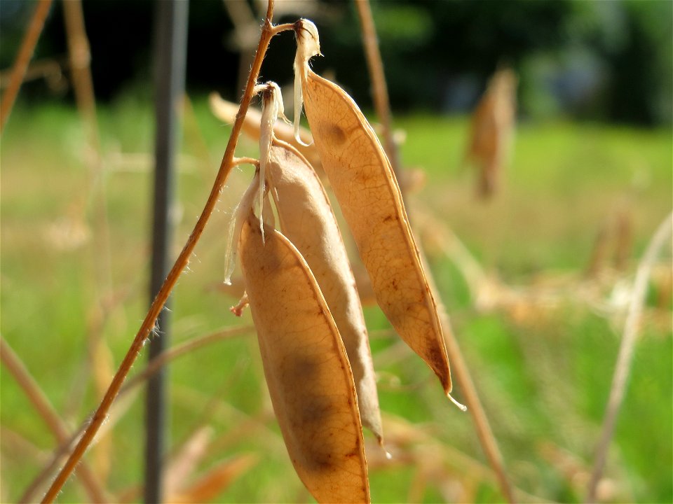 Schoten der Vogelwicke (Vicia cracca) in Hockenheim