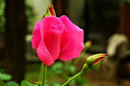 Flower rosa pink rose photo