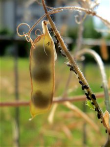 Schoten der Vogelwicke (Vicia cracca) in Hockenheim