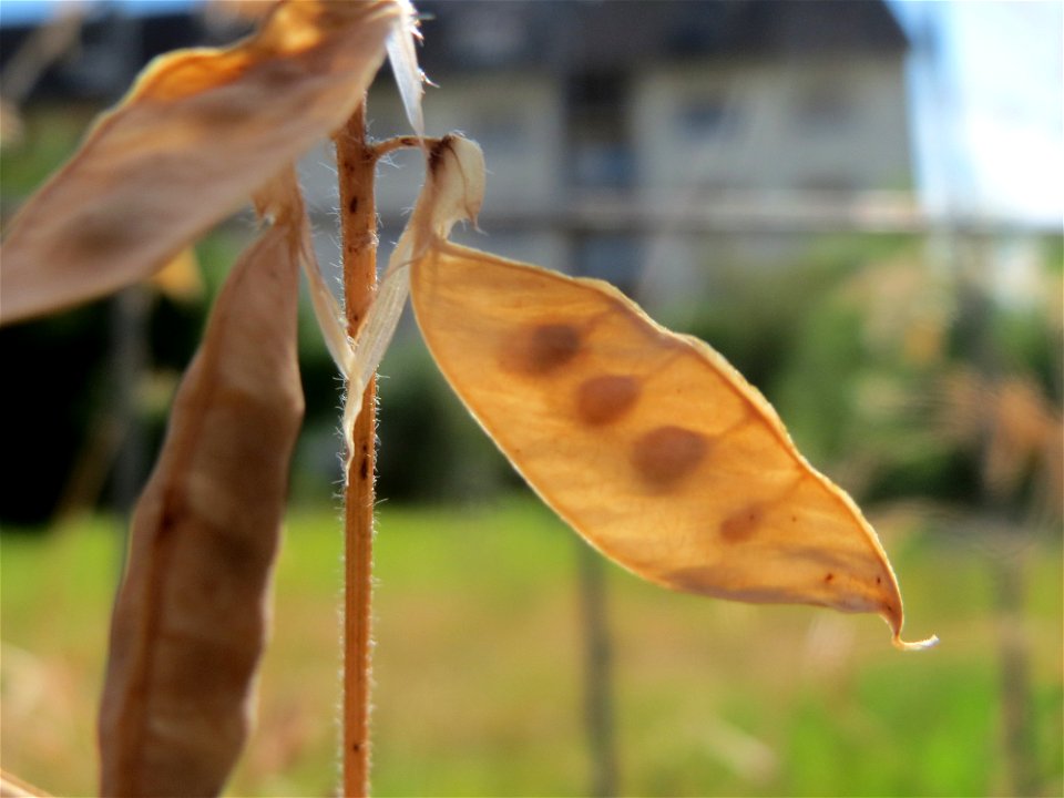 Schoten der Vogelwicke (Vicia cracca) in Hockenheim