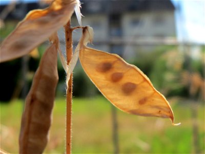 Schoten der Vogelwicke (Vicia cracca) in Hockenheim
