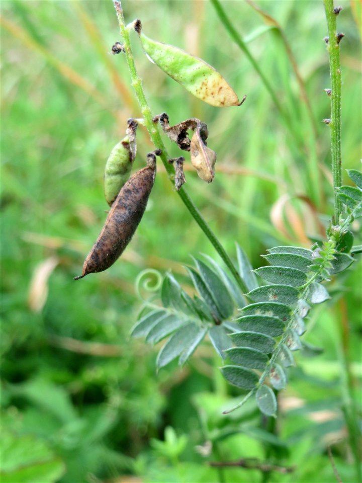 Vogelwicke (Vicia craccca) in der Schwetzinger Hardt
