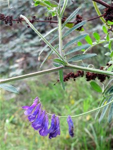 Vogelwicke (Vicia cracca) bei Reilingen
