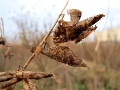 Mumienbotanik: Schoten der Vogelwicke (Vicia cracca) auf einer Ruderalfläche in Hockenheim-Talhaus