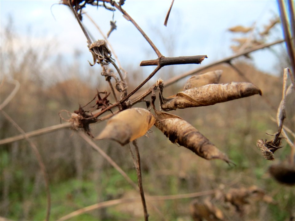 Mumienbotanik: Schoten der Vogelwicke (Vicia cracca) auf einer Ruderalfläche in Hockenheim-Talhaus