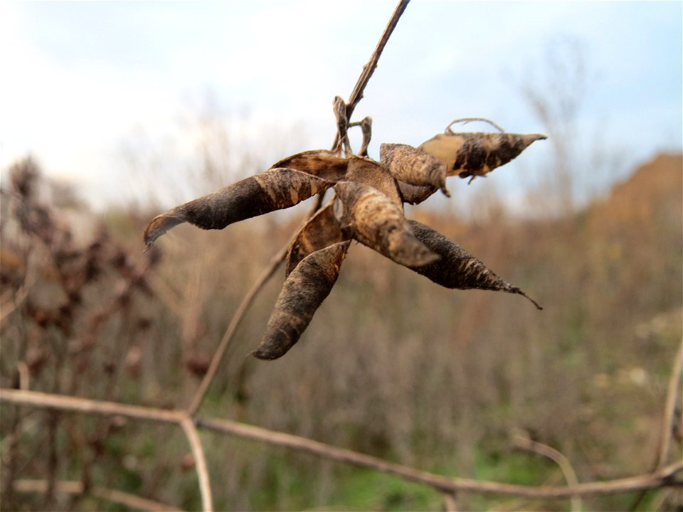 Mumienbotanik: Schoten der Vogelwicke (Vicia cracca) auf einer Ruderalfläche in Hockenheim-Talhaus
