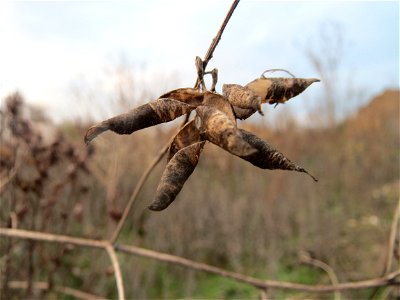 Mumienbotanik: Schoten der Vogelwicke (Vicia cracca) auf einer Ruderalfläche in Hockenheim-Talhaus