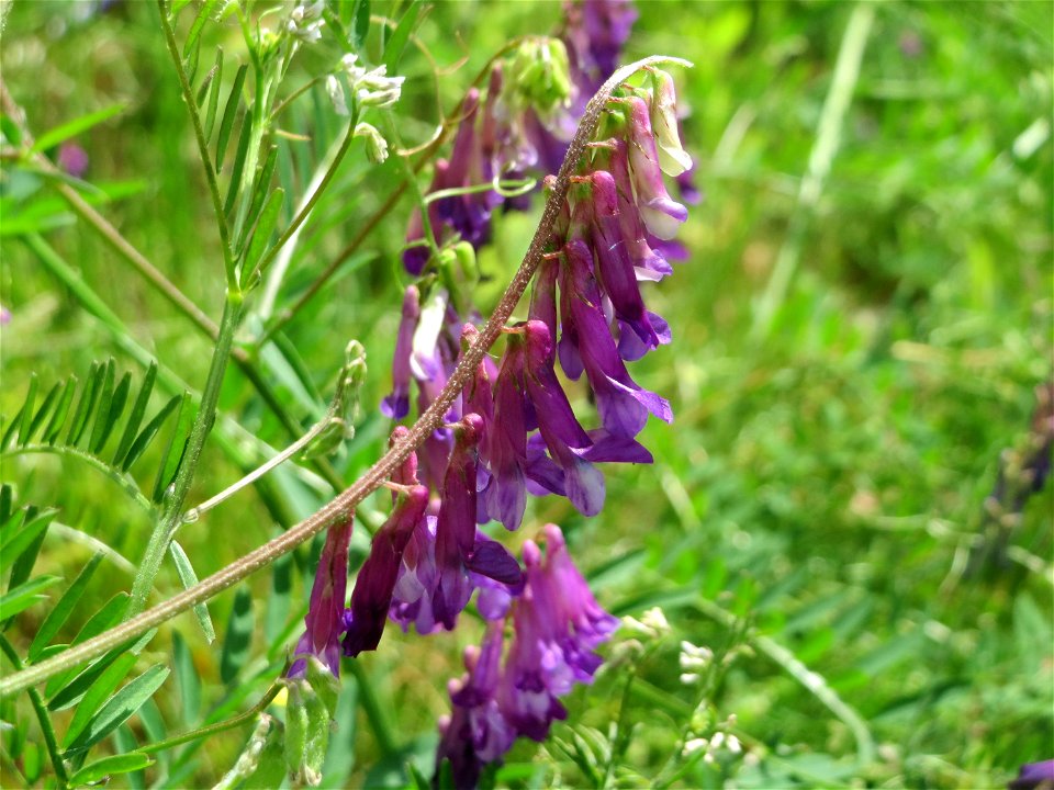 Vogelwicke (Vicia cracca) an der Saar in Saarbrücken