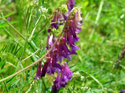 Vogelwicke (Vicia cracca) an der Saar in Saarbrücken