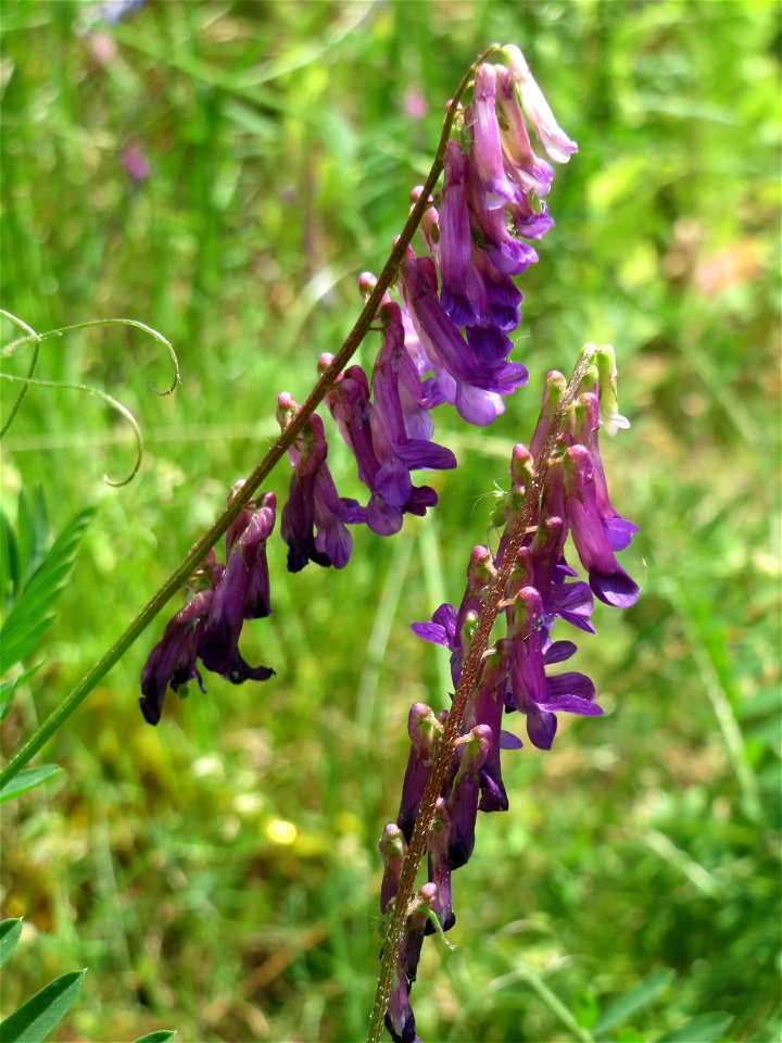 Vogelwicke (Vicia cracca) an der Saar in Saarbrücken