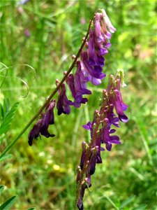 Vogelwicke (Vicia cracca) an der Saar in Saarbrücken