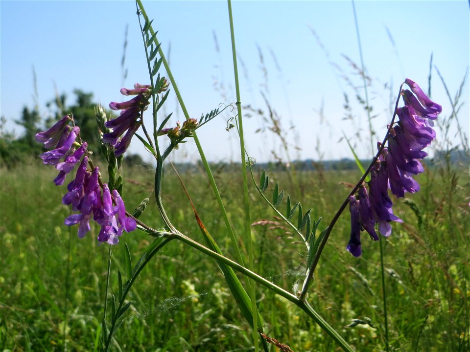 Vogelwicke (Vicia cracca) beim Insultheimer Hof im Landschaftsschutzgebiet „Hockenheimer Rheinbogen“