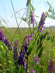 Vogelwicke (Vicia cracca) beim Insultheimer Hof im Landschaftsschutzgebiet „Hockenheimer Rheinbogen“