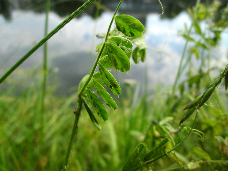 Vogelwicke (Vicia cracca) an der Saar in Saarbrücken