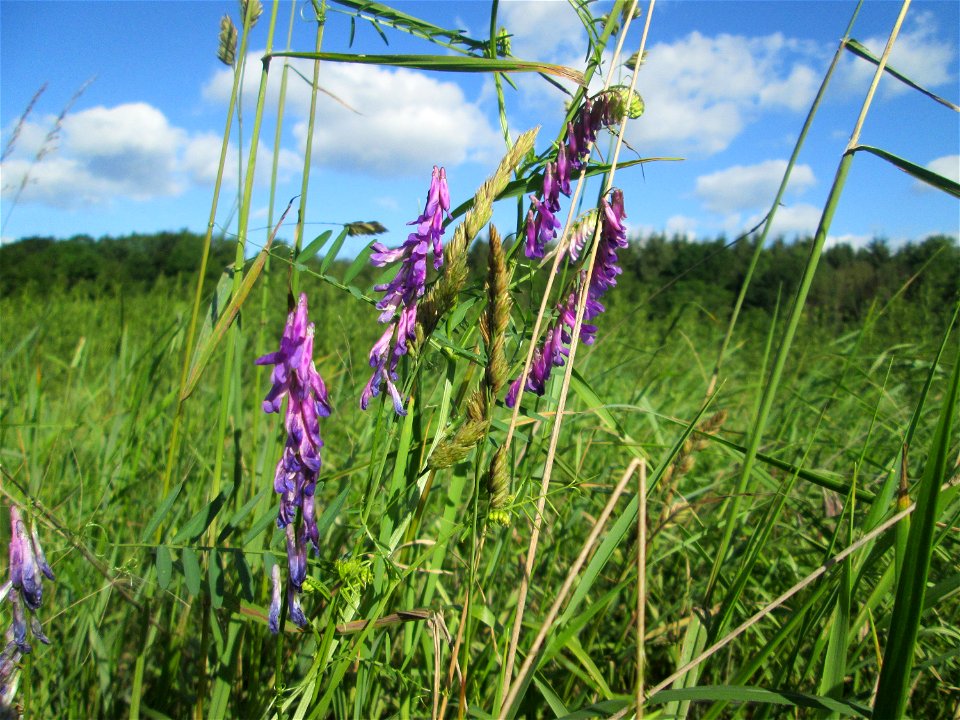 Vogelwicke (Vicia cracca) im Naturschutzgebiet „Hochholz-Kapellenbruch“