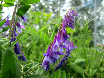 Vogelwicke (Vicia cracca) auf einem Parkplatz in Brebach