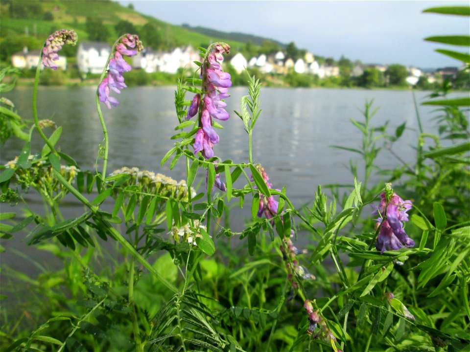 Vogelwicke (Vicia cracca) an der Mosel in Alf