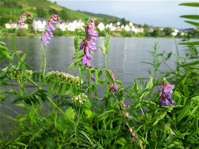 Vogelwicke (Vicia cracca) an der Mosel in Alf