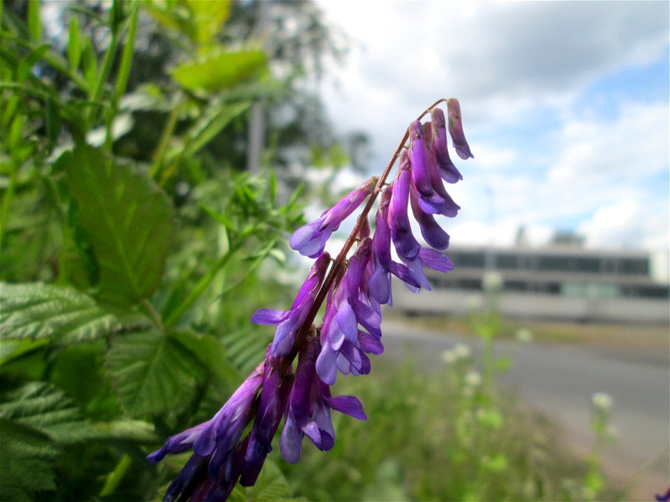 Vogelwicke (Vicia cracca) auf einem Parkplatz in Brebach