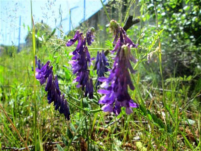 Vogelwicke (Vicia cracca) auf einer Wiese neben der Dudweilerstraße in Saarbrücken
