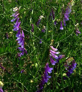 Vicia cracca flowering, Castelltallat, Catalonia