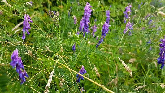 A clump of climbing tufted vetch in a meadow in Cardiff, Wales