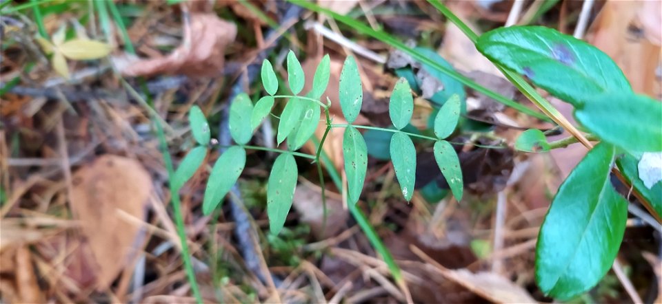tufted vetch (Vicia cracca)