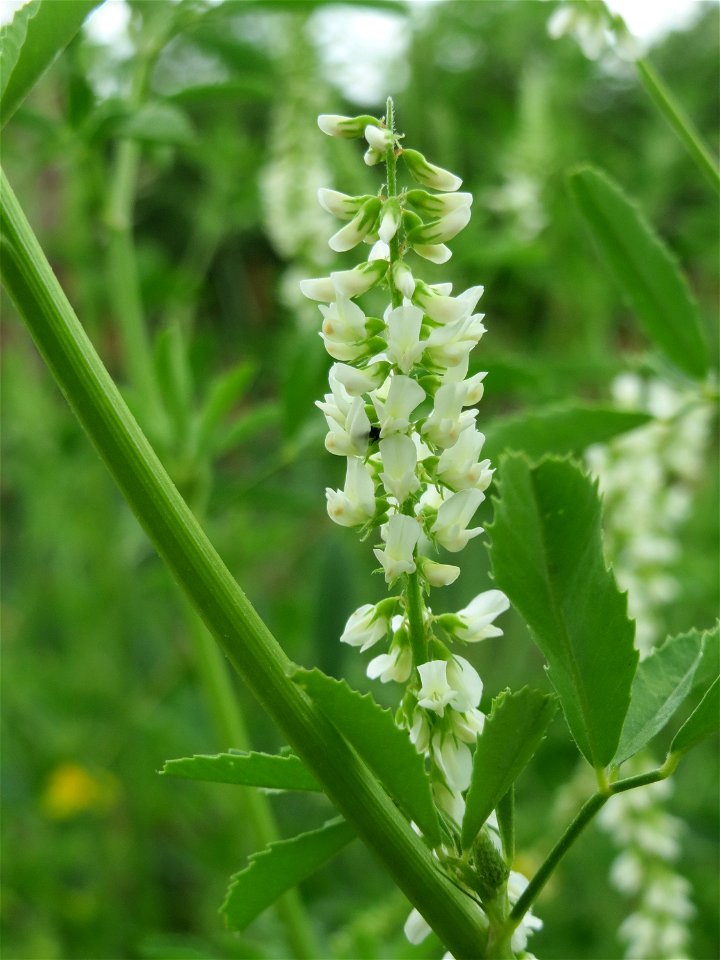 Weißer Steinklee (Melilotus albus) im Bürgerpark Saarbrücken