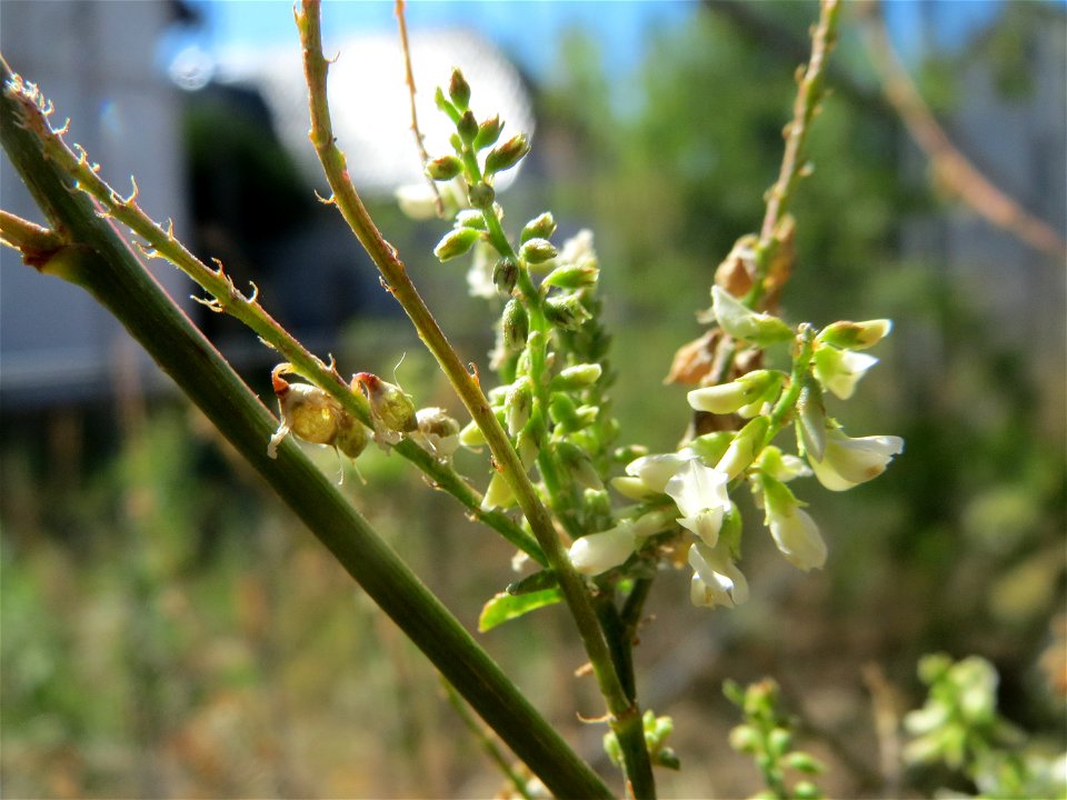 Weißer Steinklee (Melilotus albus) in Hockenheim