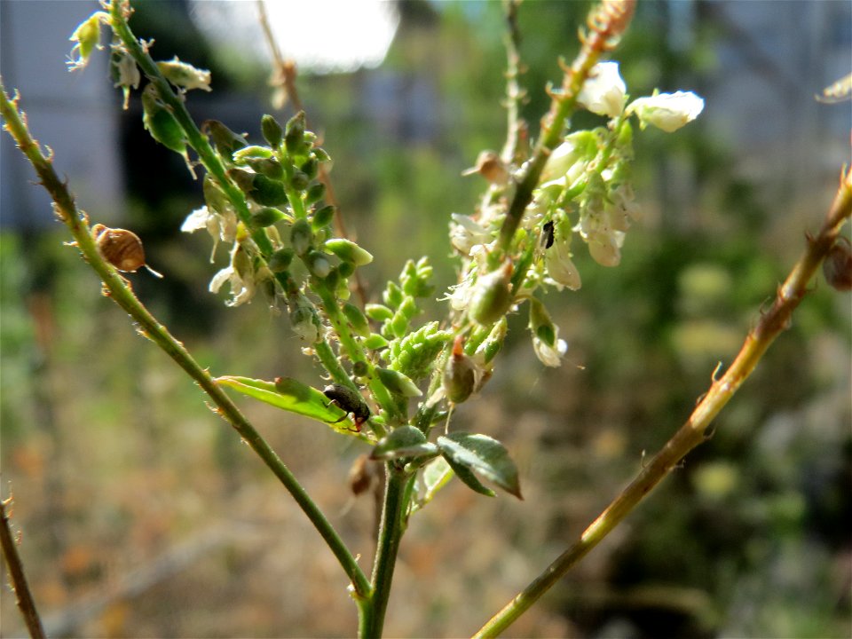 Weißer Steinklee (Melilotus albus) in Hockenheim