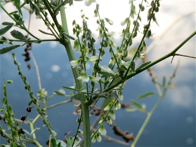 Weißer Steinklee (Melilotus albus) an der Saar in Saarbrücken