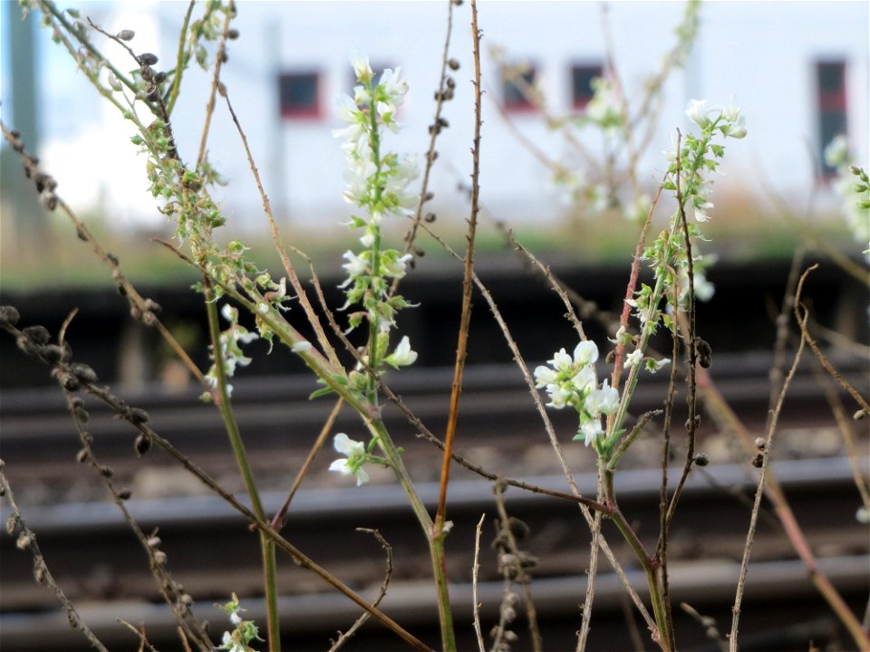 Weißer Steinklee (Melilotus albus) am Bahnhof Bruchmühlbach-Miesau