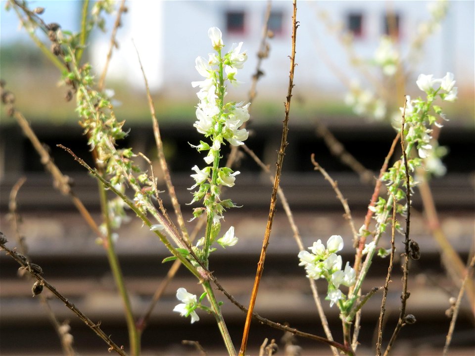 Weißer Steinklee (Melilotus albus) am Bahnhof Bruchmühlbach-Miesau