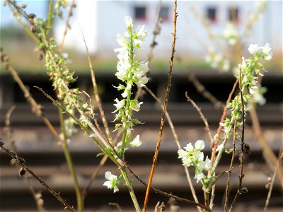 Weißer Steinklee (Melilotus albus) am Bahnhof Bruchmühlbach-Miesau