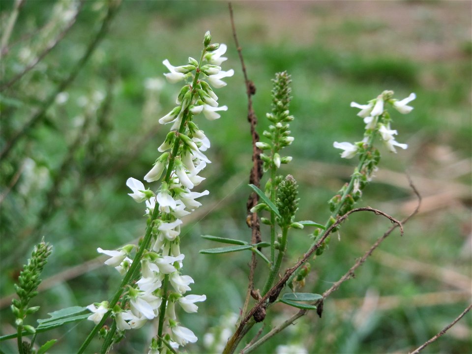 Weißer Steinklee (Melilotus albus) am Reilinger See