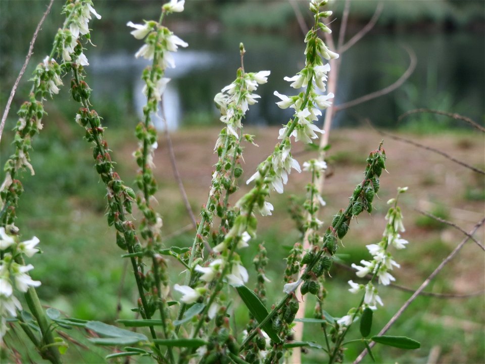Weißer Steinklee (Melilotus albus) am Reilinger See