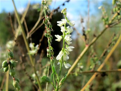 Weißer Steinklee (Melilotus albus) in Hockenheim-Talhaus