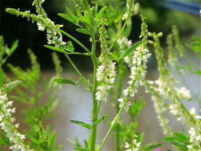 Weißer Steinklee (Melilotus albus) am Osthafen in Saarbrücken