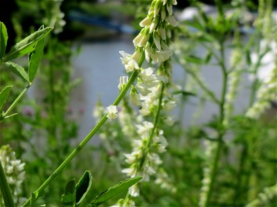 Weißer Steinklee (Melilotus albus) am Osthafen in Saarbrücken
