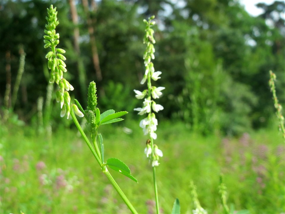 Weißer Steinklee (Melilotus albus) im Schwetzinger Hardt - an der Bahnstrecke Mannheim-Karlsruhe findet sich ein kleines Sandmagerrasen-Biotop mit typischer Binnendünen-Vegetation
