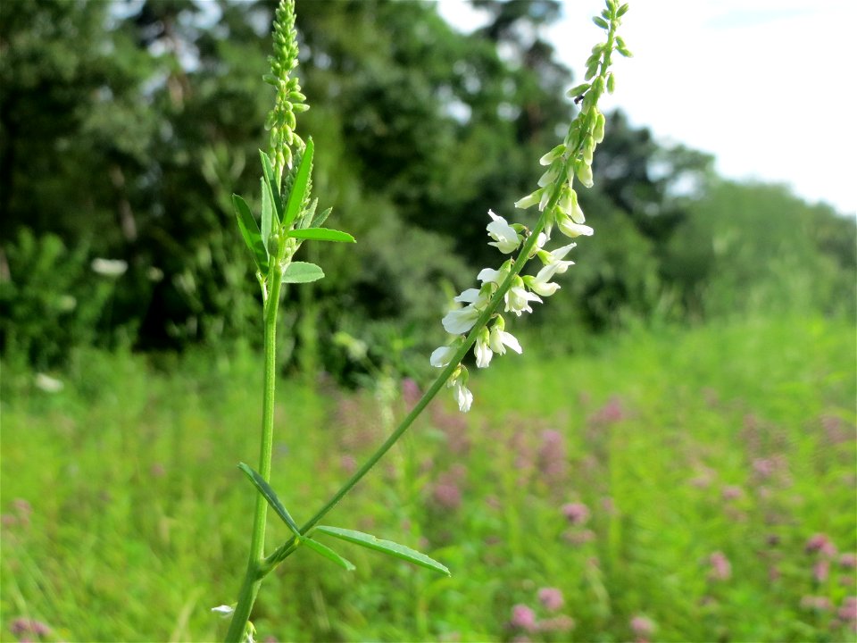 Weißer Steinklee (Melilotus albus) im Schwetzinger Hardt - an der Bahnstrecke Mannheim-Karlsruhe findet sich ein kleines Sandmagerrasen-Biotop mit typischer Binnendünen-Vegetation