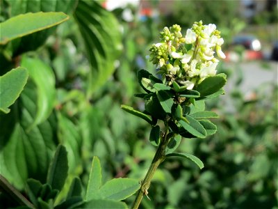 Weißer Steinklee (Melilotus albus) am Messplatz in Hockenheim