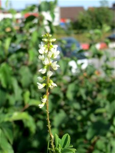 Weißer Steinklee (Melilotus albus) am Messplatz in Hockenheim