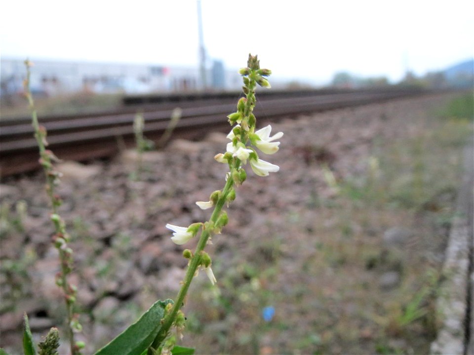 Weißer Steinklee (Melilotus albus) am Bahnhof Bruchmühlbach-Miesau