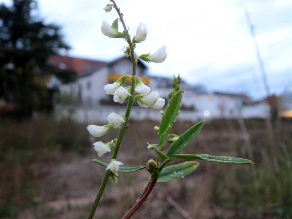 Weißer Steinklee (Melilotus albus) auf einer Ruderalfläche am Messplatz Hockenheim