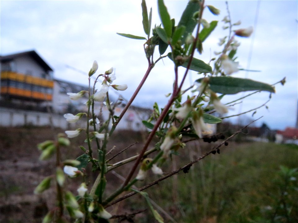 Weißer Steinklee (Melilotus albus) auf einer Ruderalfläche am Messplatz Hockenheim