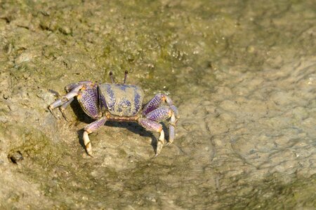 Crab animals coast