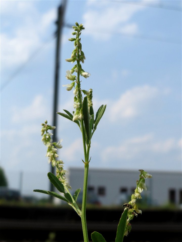 Weißer Steinklee (Melilotus albus) am Bahnhof Bruchmühlbach-Miesau