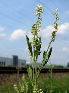 Weißer Steinklee (Melilotus albus) am Bahnhof Bruchmühlbach-Miesau